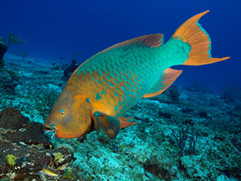Scarus guacamaia male rainbow parrotfish SMALL