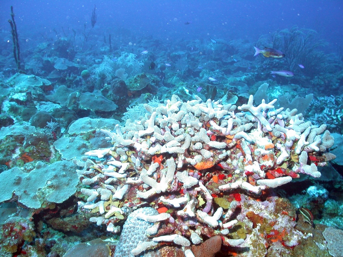 corals batista